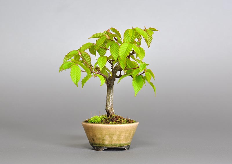 アカシデS（あかしで・赤四手）雑木盆栽の販売と育て方・作り方・Carpinus laxiflora bonsai