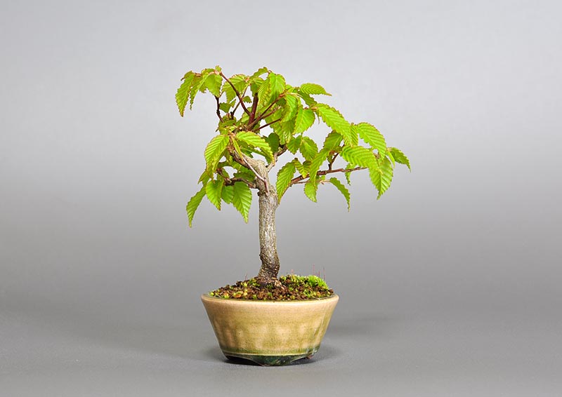 ミニ盆栽・アカシデS（あかしで・赤四手）雑木盆栽を裏側から見た景色・Carpinus laxiflora bonsai