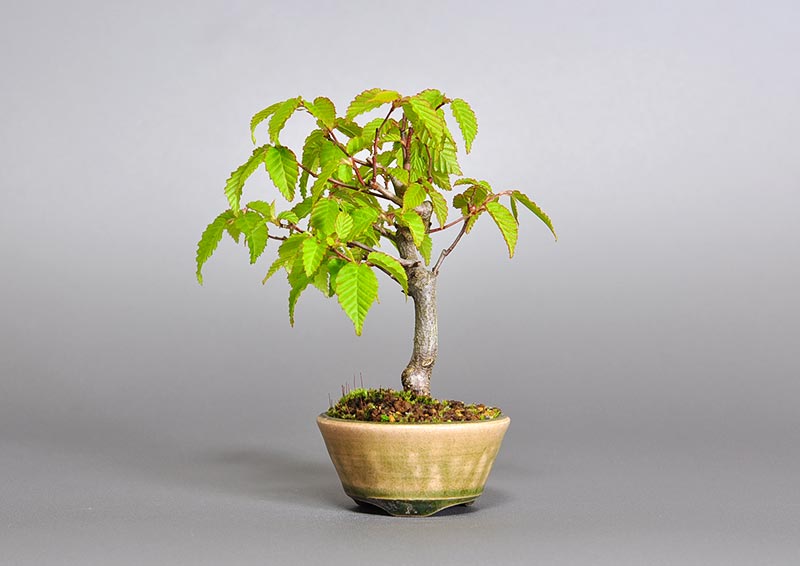 ミニ盆栽・アカシデS（あかしで・赤四手）雑木盆栽を右側から見た景色・Carpinus laxiflora bonsai