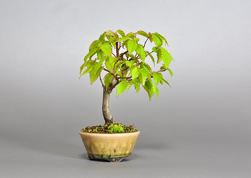 ミニ盆栽・アカシデS（あかしで・赤四手）雑木盆栽を左側から見た景色・Carpinus laxiflora bonsai