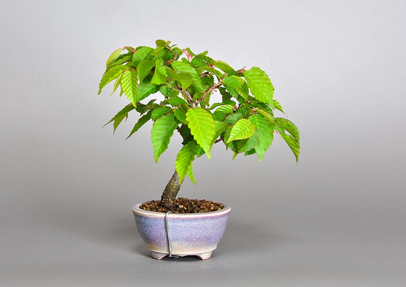アカシデT（あかしで・赤四手）雑木盆栽の販売と育て方・作り方・Carpinus laxiflora bonsai