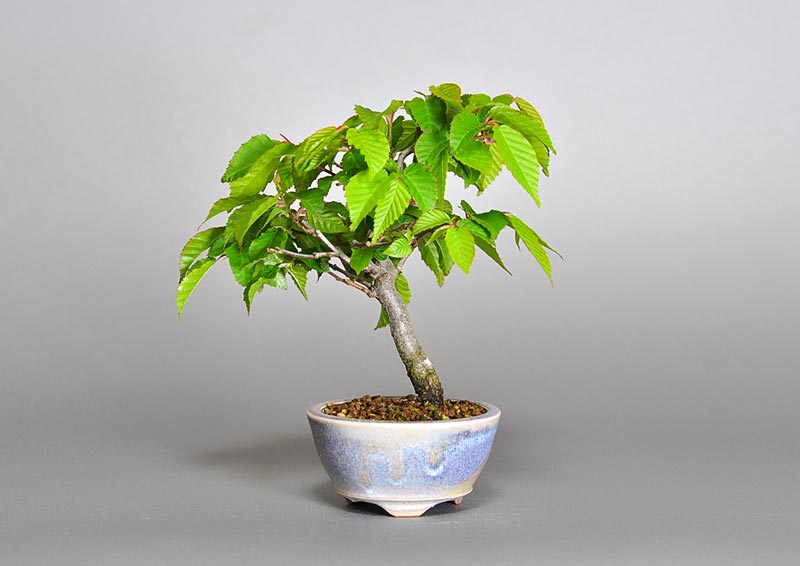 ミニ盆栽・アカシデT（あかしで・赤四手）雑木盆栽を裏側から見た景色・Carpinus laxiflora bonsai