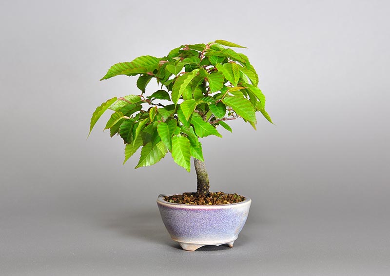 ミニ盆栽・アカシデT（あかしで・赤四手）雑木盆栽を右側から見た景色・Carpinus laxiflora bonsai