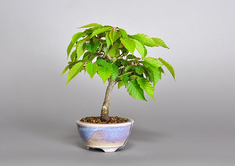 ミニ盆栽・アカシデS（あかしで・赤四手）雑木盆栽を左側から見た景色・Carpinus laxiflora bonsai