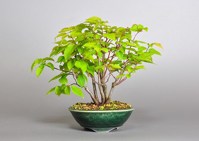 アカシデ-U-1（あかしで・赤四手）雑木盆栽の販売と育て方・作り方・Carpinus laxiflora bonsai