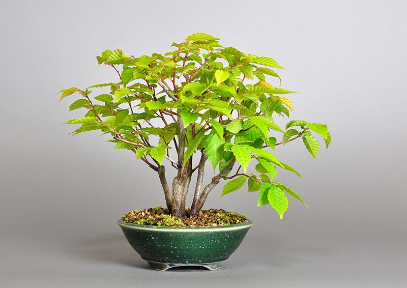 アカシデ-U-1（あかしで・赤四手）雑木盆栽を裏側から見た景色・Carpinus laxiflora bonsai