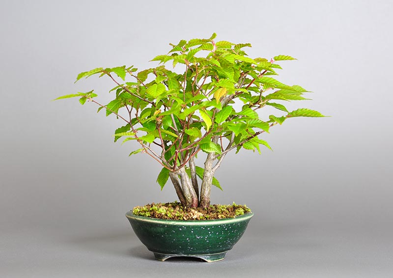 アカシデ-U-1（あかしで・赤四手）雑木盆栽を右側から見た景色・Carpinus laxiflora bonsai