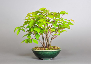 アカシデ-U（あかしで・赤四手）盆栽の成長記録・Carpinus laxiflora bonsai
