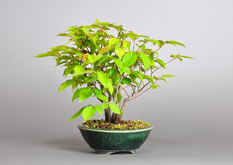 アカシデ-U-1（あかしで・赤四手）雑木盆栽を左側から見た景色・Carpinus laxiflora bonsai