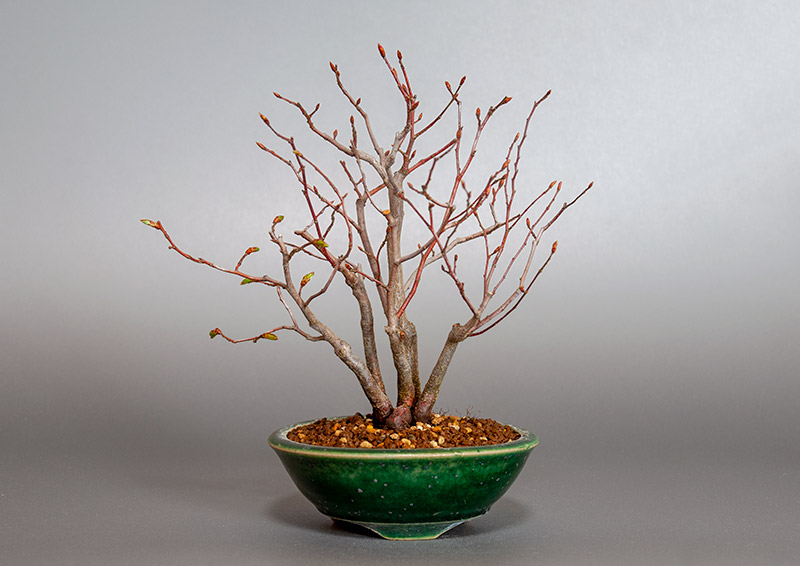 アカシデ-U（あかしで・赤四手）雑木盆栽の販売と育て方・作り方・Carpinus laxiflora bonsai
