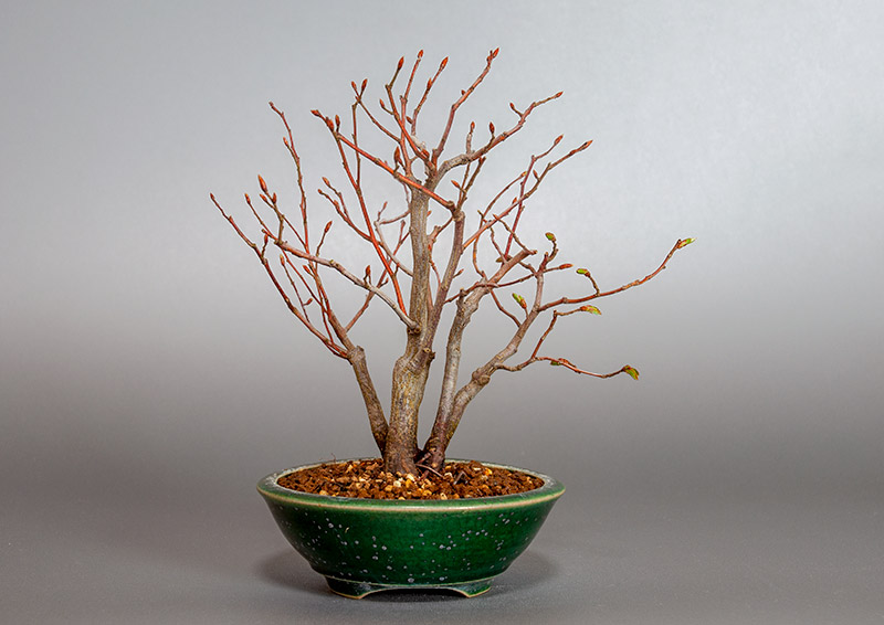 アカシデ-U（あかしで・赤四手）雑木盆栽を裏側から見た景色・Carpinus laxiflora bonsai