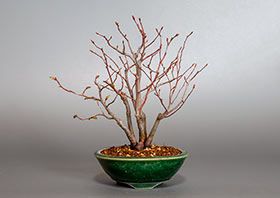 アカシデU（赤四手盆栽）Carpinus laxiflora bonsaiの販売・通販店｜Bonsai trees Shop