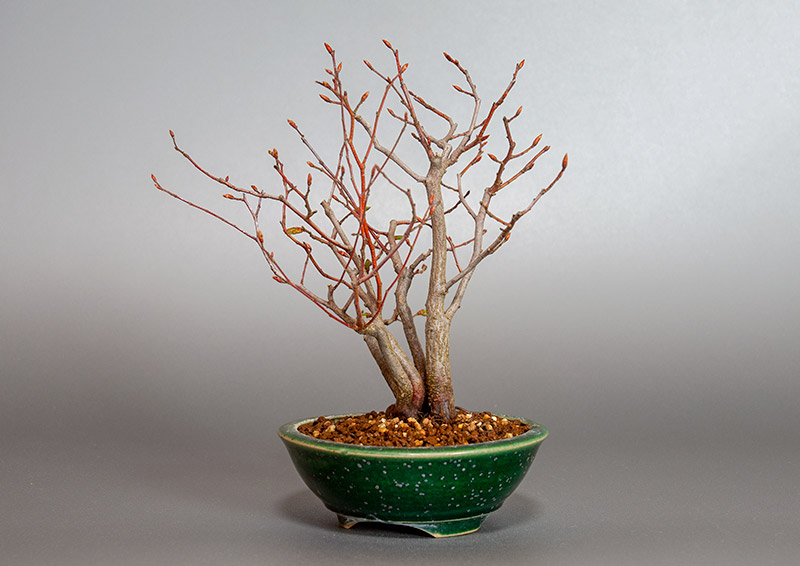 アカシデ-U（あかしで・赤四手）雑木盆栽を右側から見た景色・Carpinus laxiflora bonsai