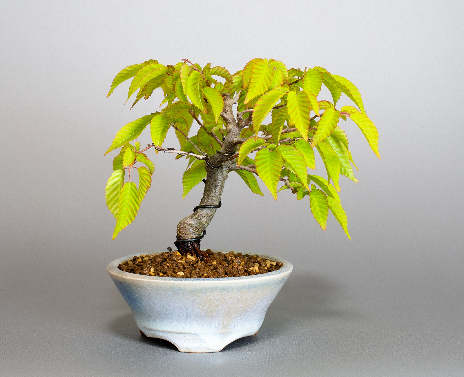 アカシデV（あかしで・赤四手）雑木盆栽の販売と育て方・作り方・Carpinus laxiflora bonsai