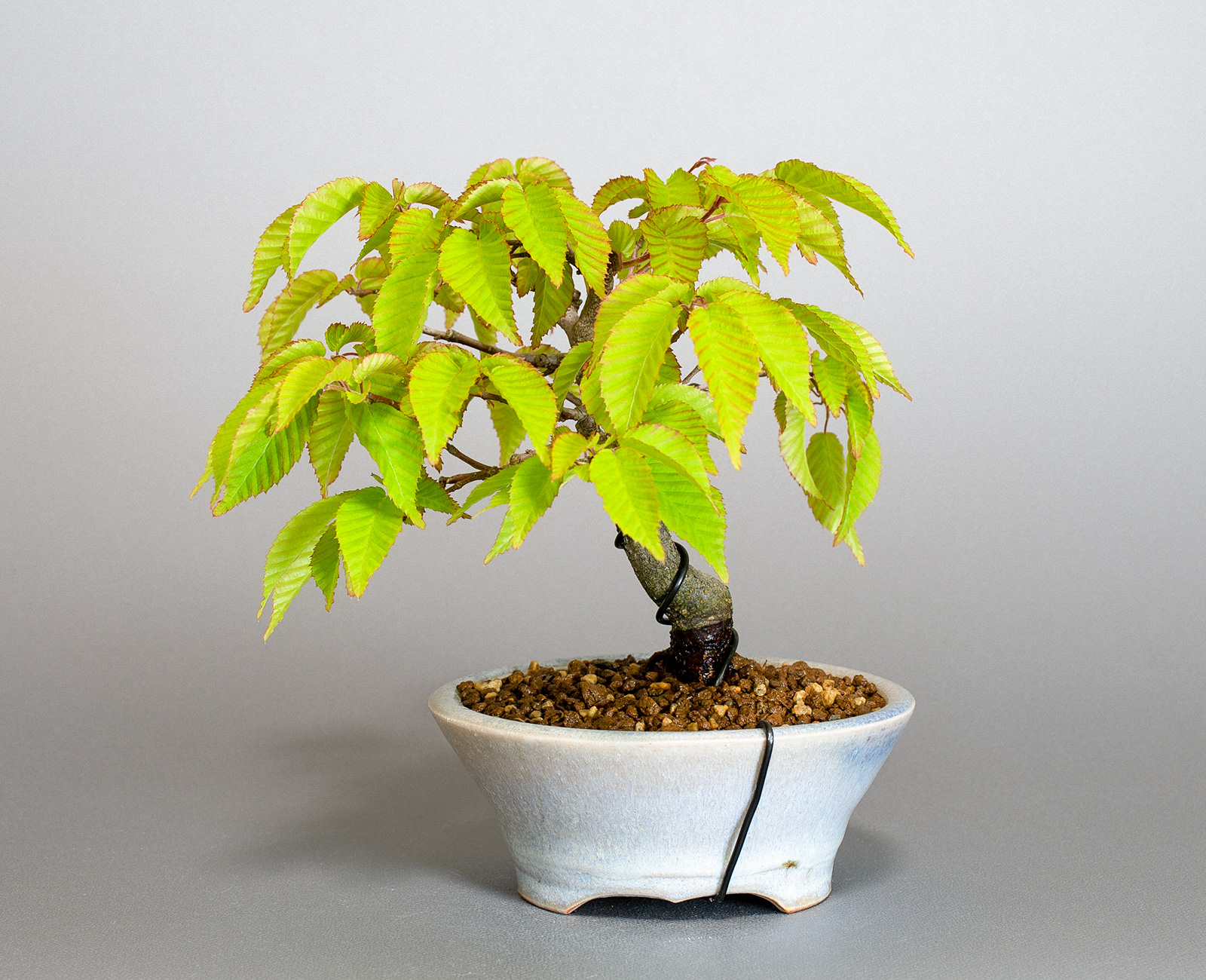 盆栽・アカシデV（あかしで・赤四手）雑木盆栽を裏側から見た景色・Carpinus laxiflora bonsai