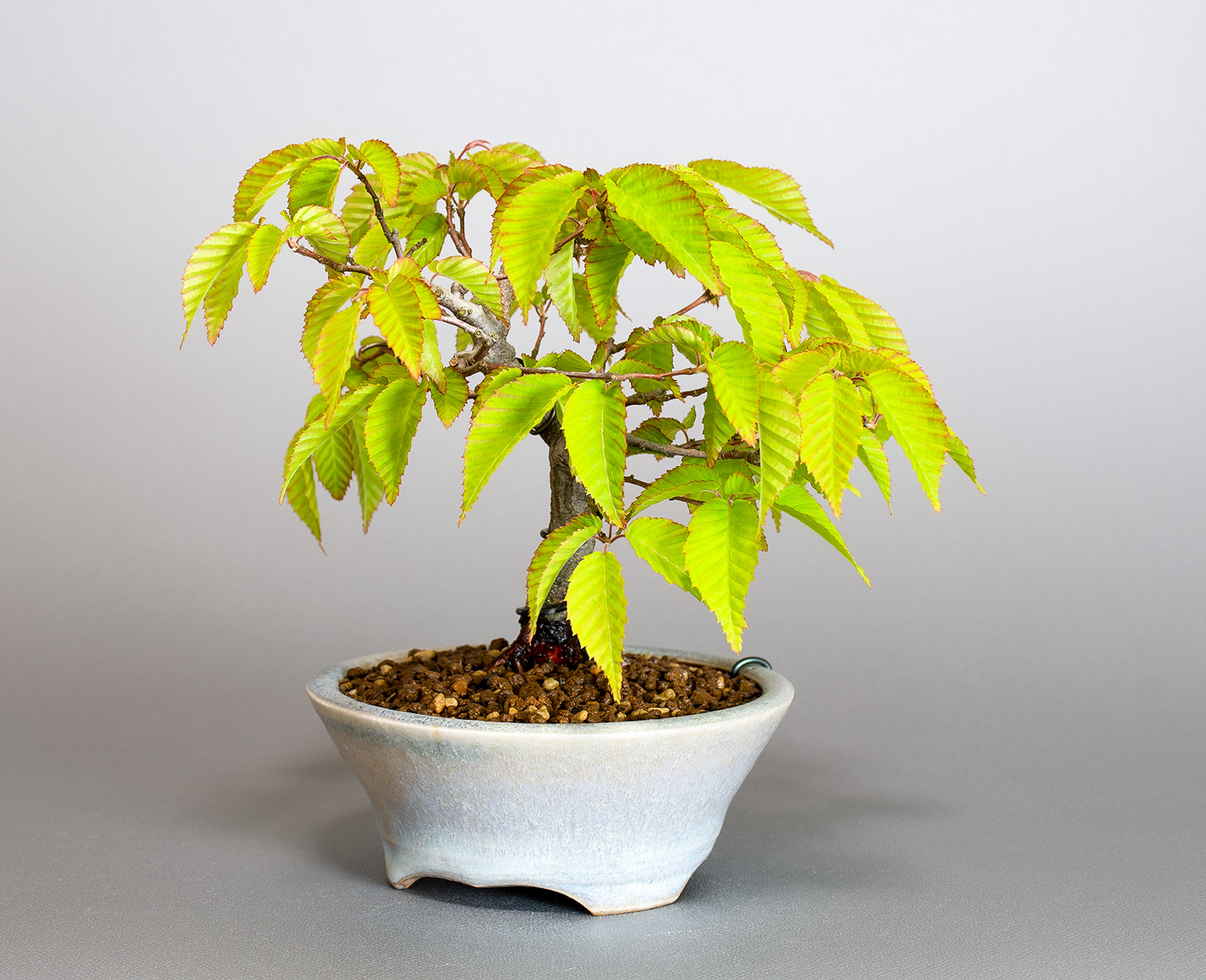 盆栽・アカシデV（あかしで・赤四手）雑木盆栽を右側から見た景色・Carpinus laxiflora bonsai