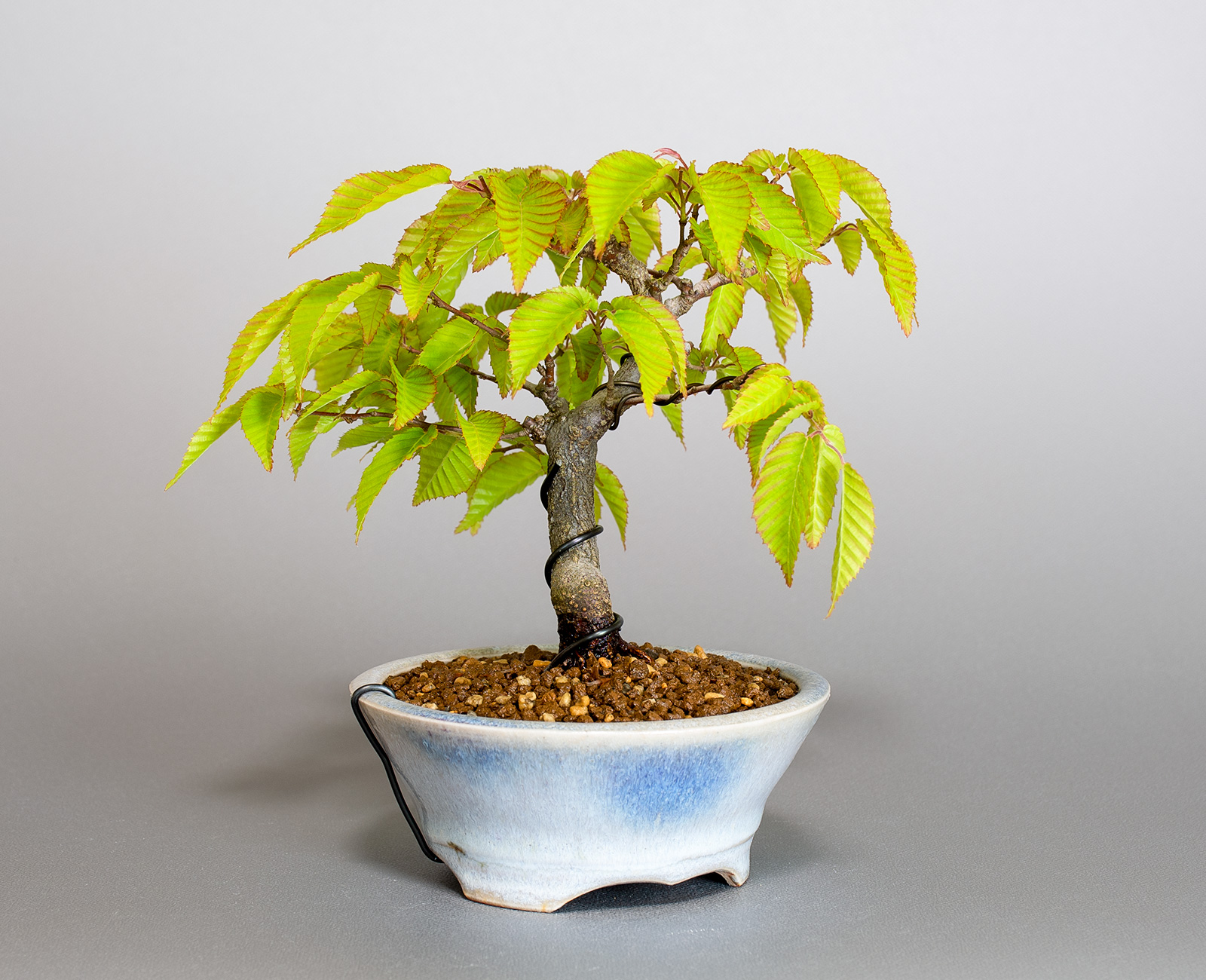 盆栽・アカシデV（あかしで・赤四手）雑木盆栽を左側から見た景色・Carpinus laxiflora bonsai