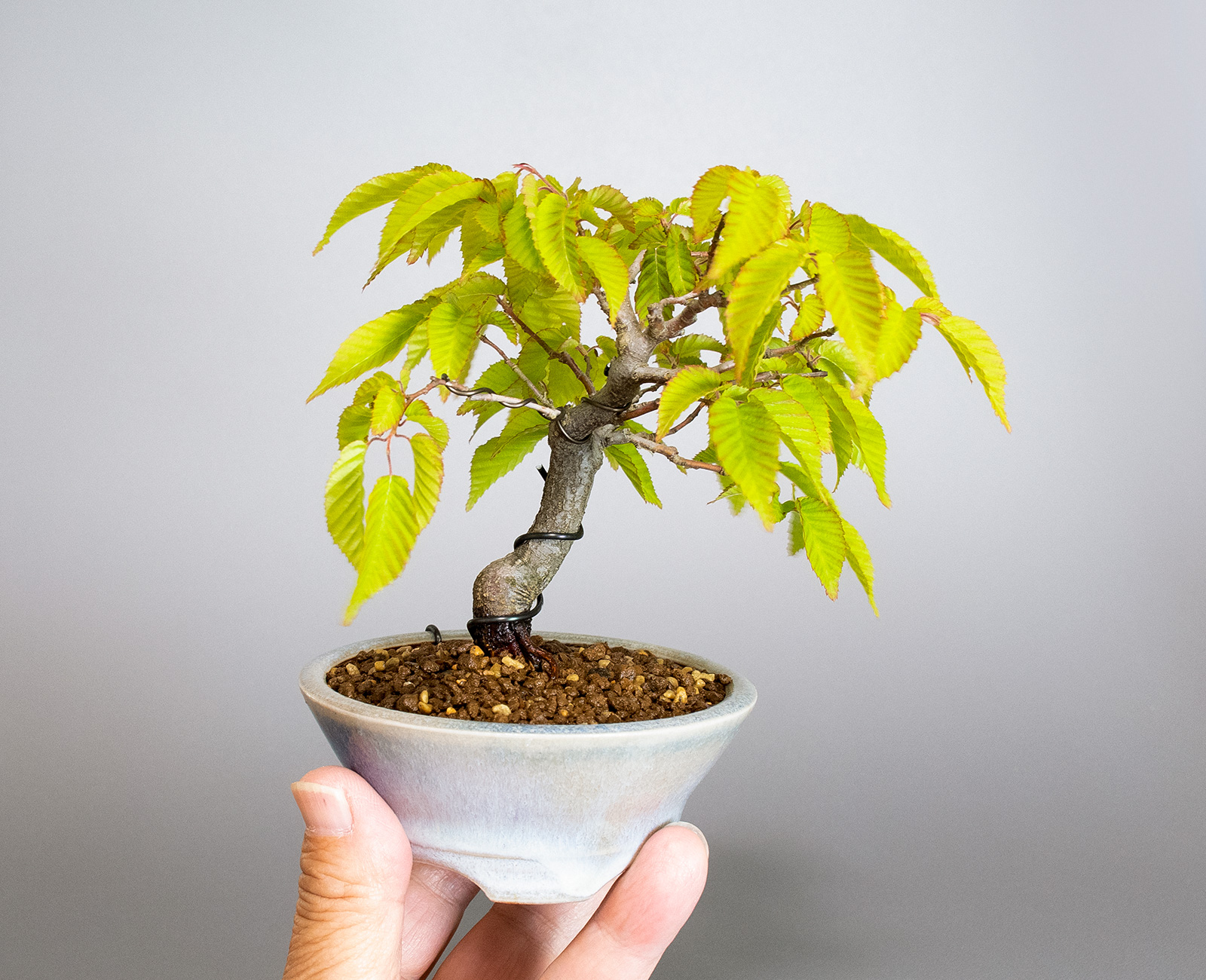 盆栽・アカシデV（あかしで・赤四手）雑木盆栽の手乗りの景色・Carpinus laxiflora bonsai