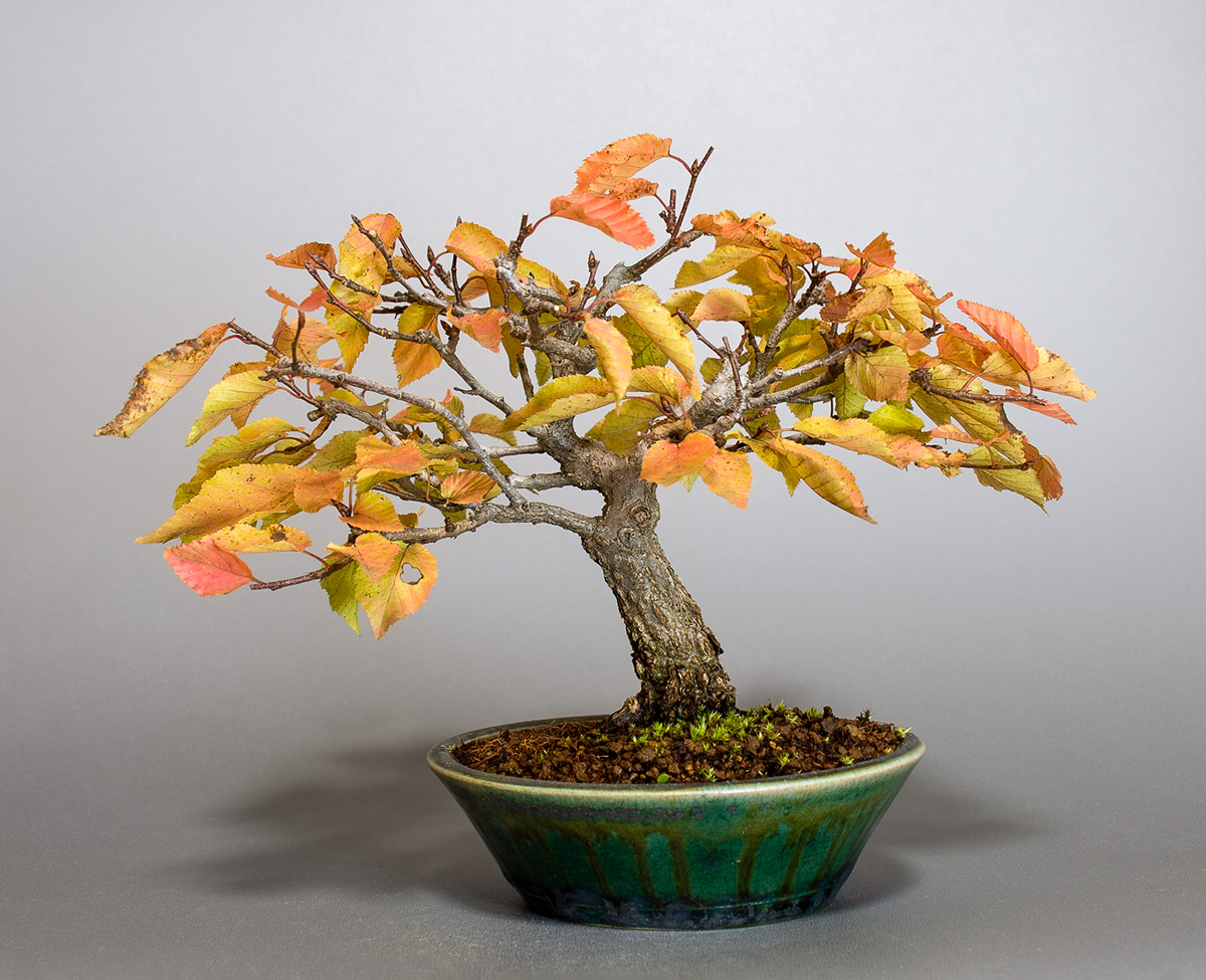 アカシデ-W-1（あかしで・赤四手）雑木盆栽の販売と育て方・作り方・Carpinus laxiflora bonsai