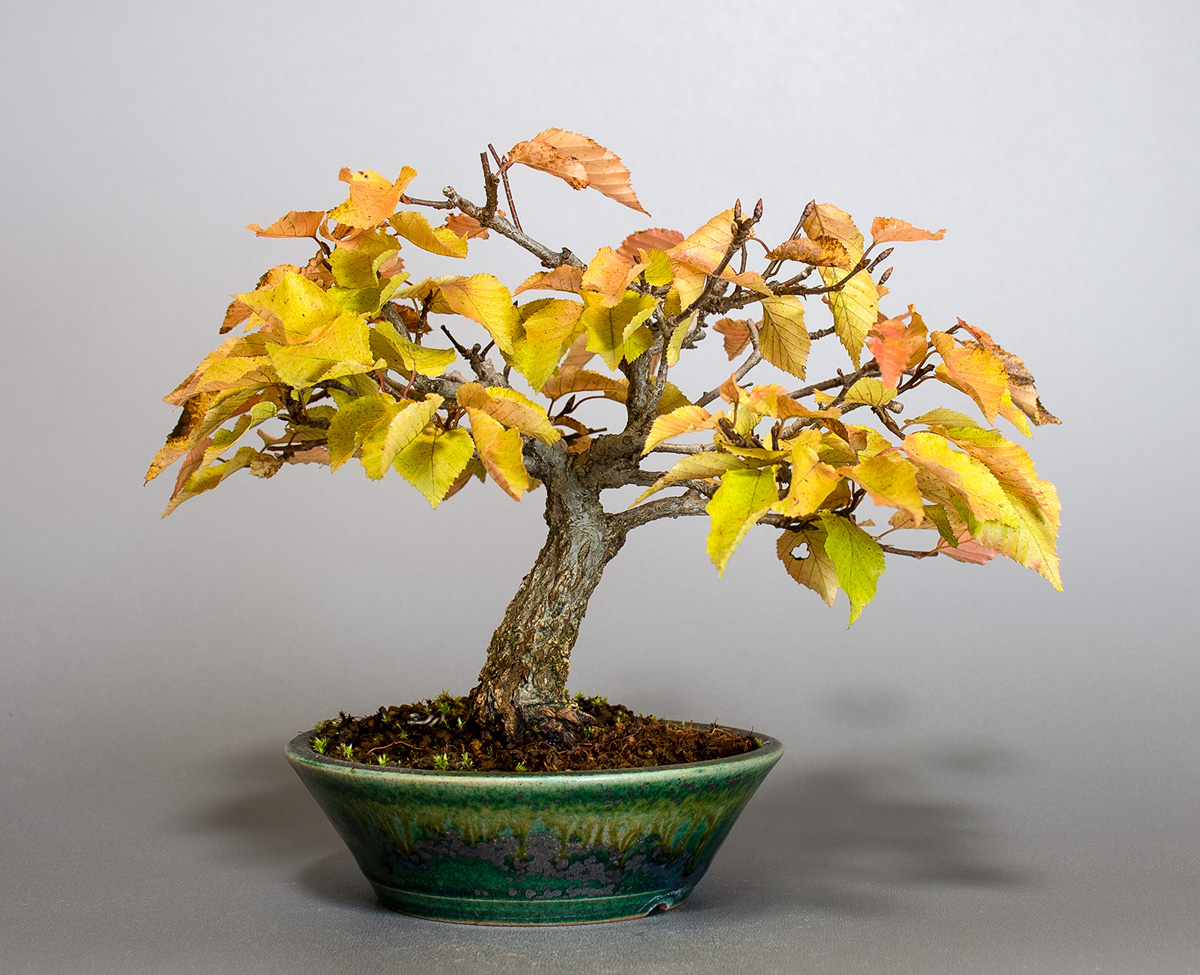 アカシデ-W-1（あかしで・赤四手）雑木盆栽を裏側から見た景色・Carpinus laxiflora bonsai