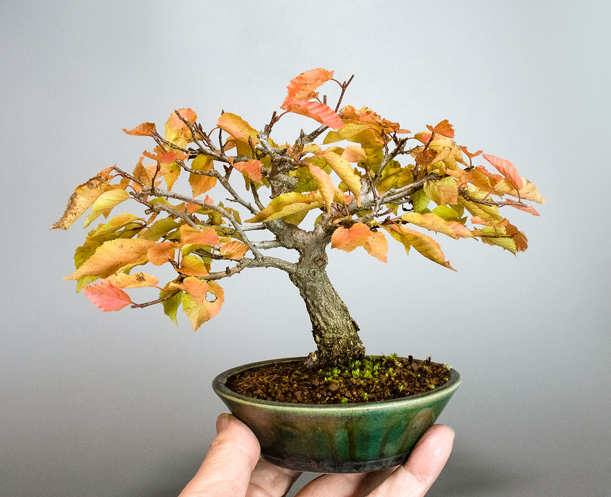 アカシデ-W-1（あかしで・赤四手）雑木盆栽の手乗りの景色・Carpinus laxiflora bonsai