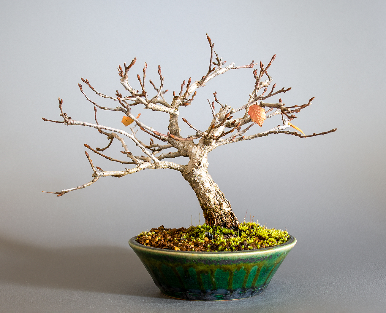 アカシデ-W（あかしで・赤四手）雑木盆栽を裏側から見た景色・Carpinus laxiflora bonsai