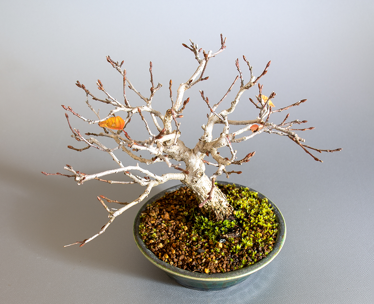 アカシデ-W（あかしで・赤四手）雑木盆栽を上側から見た景色・Carpinus laxiflora bonsai