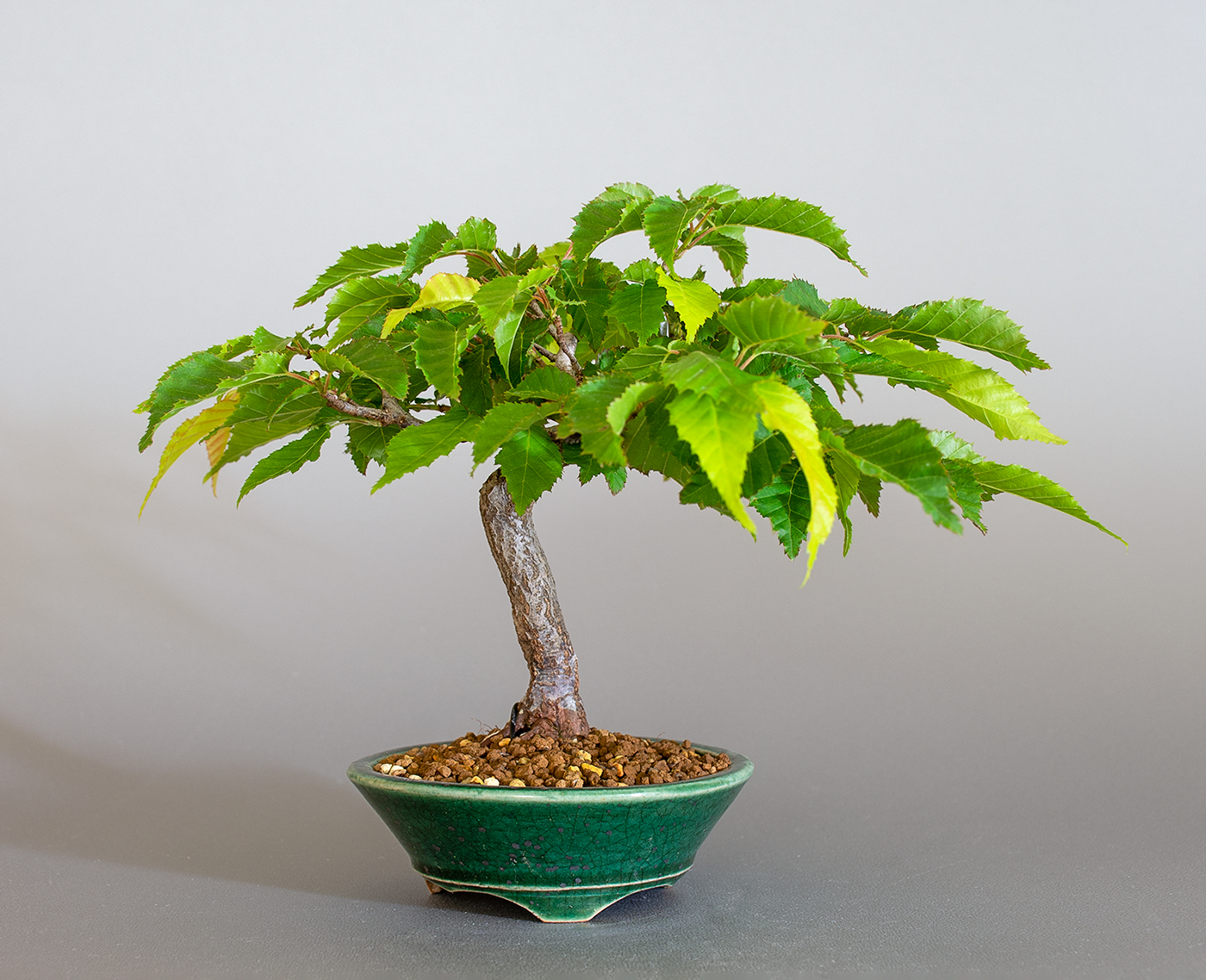 アカシデ-X（あかしで・赤四手）雑木盆栽の販売と育て方・作り方・Carpinus laxiflora bonsai