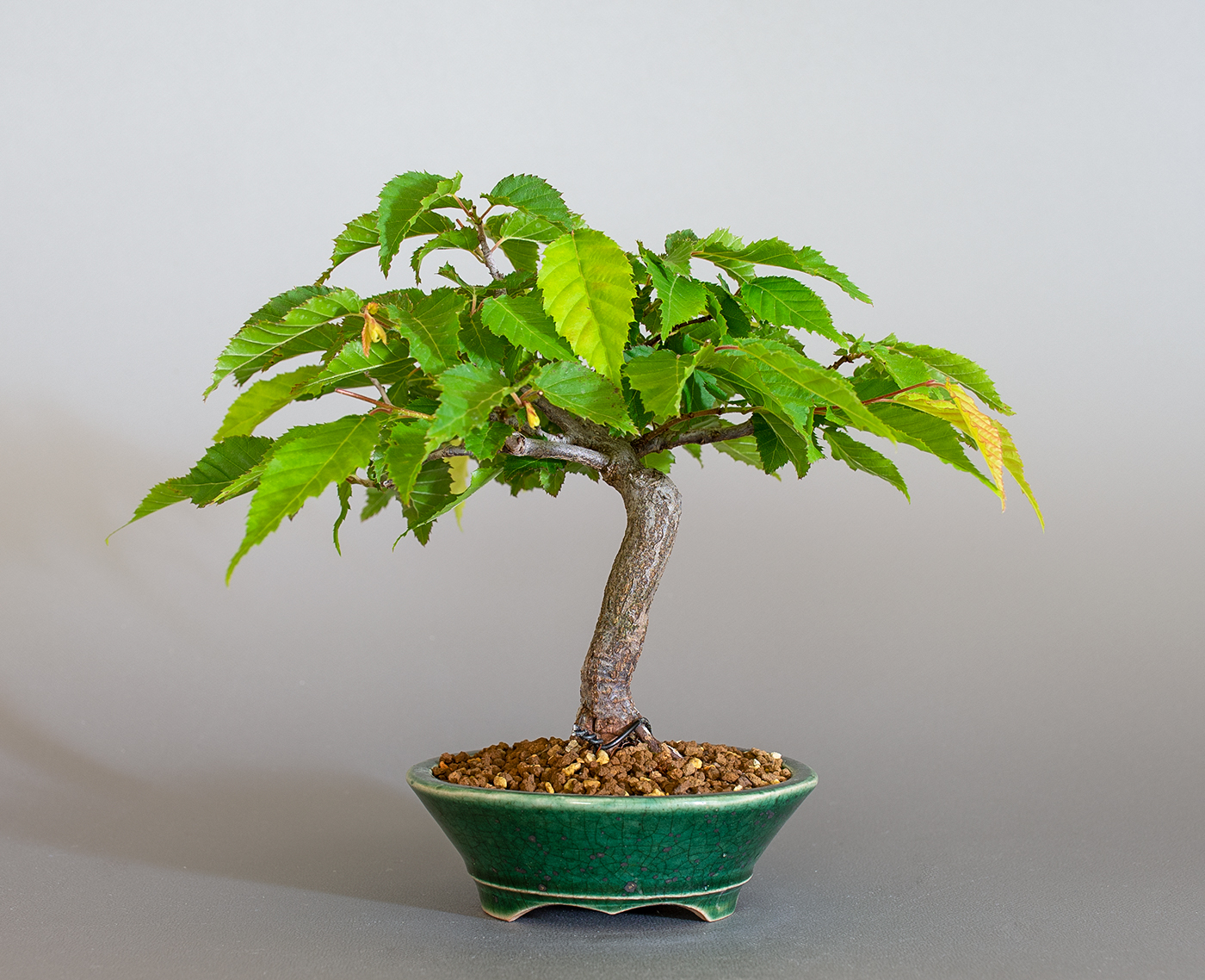 アカシデ-X（あかしで・赤四手）雑木盆栽を裏側から見た景色・Carpinus laxiflora bonsai