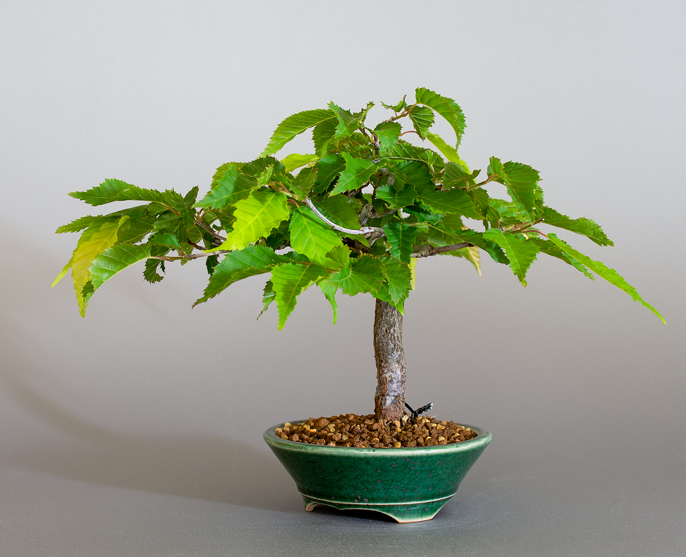 アカシデ-X（あかしで・赤四手）雑木盆栽を右側から見た景色・Carpinus laxiflora bonsai