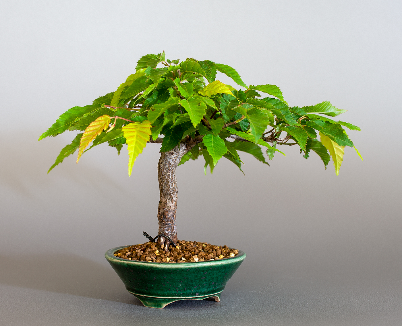 アカシデ-X（あかしで・赤四手）雑木盆栽を左側から見た景色・Carpinus laxiflora bonsai