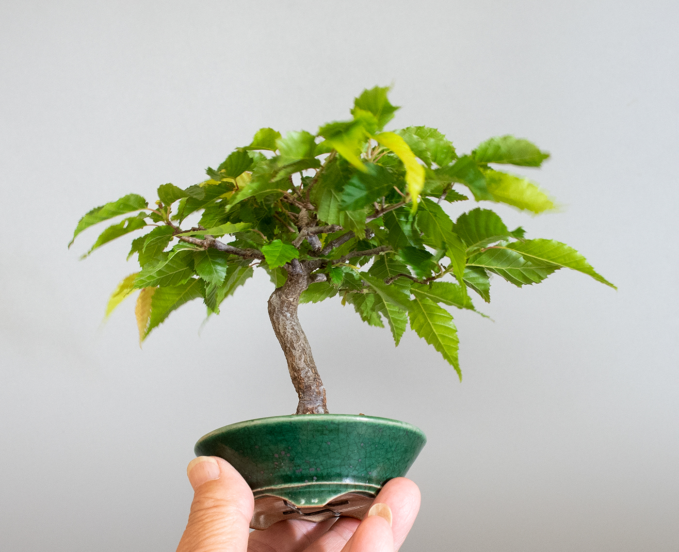 アカシデ-X（あかしで・赤四手）雑木盆栽の手乗りの景色・Carpinus laxiflora bonsai