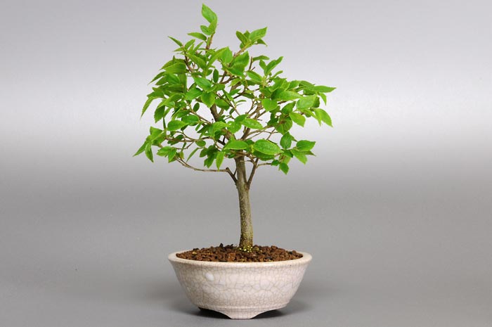 エノキA（えのき・榎）雑木盆栽の販売と育て方・作り方・Celtis sinensis bonsai photo