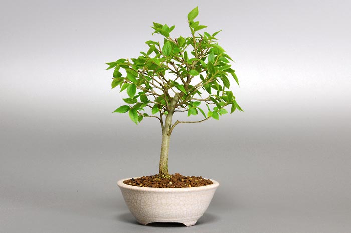 エノキA（えのき・榎）雑木盆栽を裏側から見た景色・Celtis sinensis bonsai photo