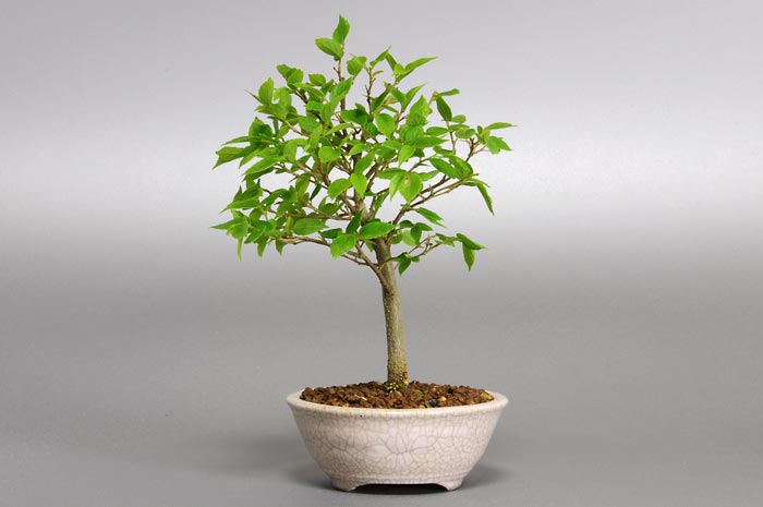 エノキA（えのき・榎）雑木盆栽を右側から見た景色・Celtis sinensis bonsai photo