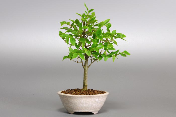 エノキA（えのき・榎）雑木盆栽を左側から見た景色・Celtis sinensis bonsai photo