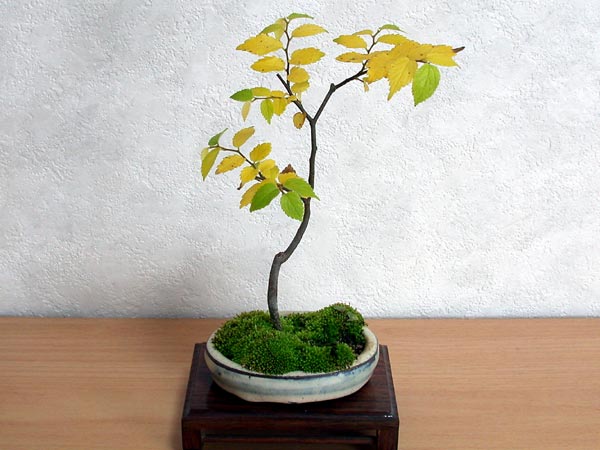 エノキB（えのき・榎）雑木盆栽の販売と育て方・作り方・Celtis sinensis bonsai