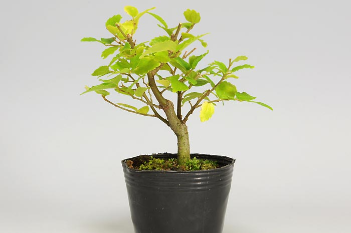 エノキI（えのき・榎）小品盆栽の販売と育て方・作り方・Celtis sinensis bonsai