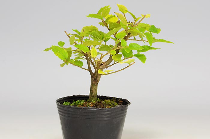 エノキI（えのき・榎）盆栽を裏側から見た景色・Celtis sinensis bonsai