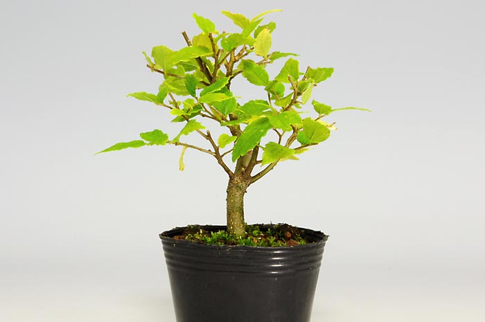 エノキI（えのき・榎）盆栽を右側から見た景色・Celtis sinensis bonsai