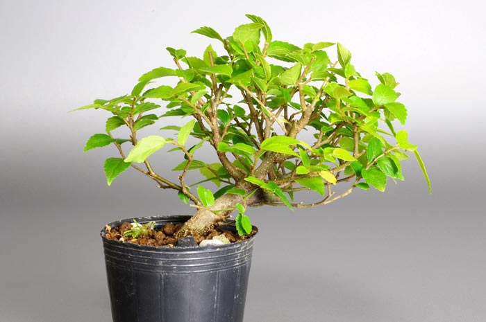 エノキJ（えのき・榎）雑木盆栽の販売と育て方・作り方・Celtis sinensis bonsai