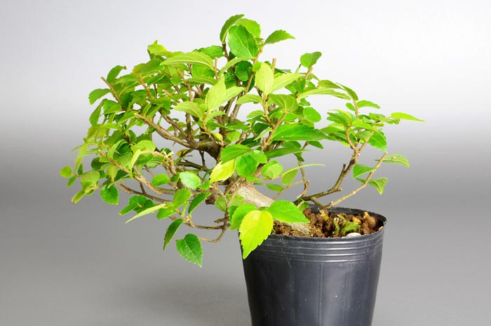 ミニ盆栽・エノキJ（えのき・榎）雑木盆栽を裏側から見た景色・Celtis sinensis bonsai