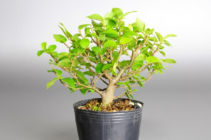 ミニ盆栽・エノキJ（えのき・榎）雑木盆栽を左側から見た景色・Celtis sinensis bonsai