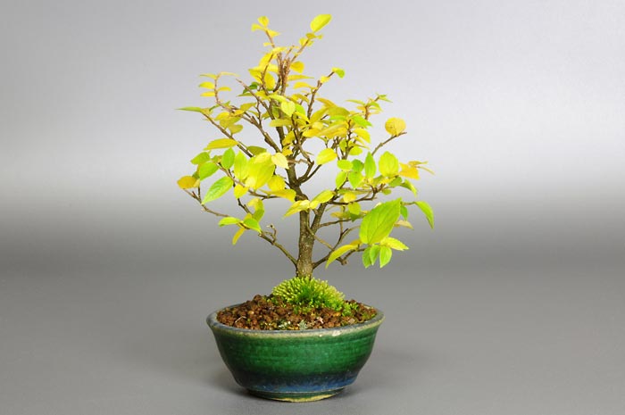 エノキ-K（えのき・榎）雑木盆栽の販売と育て方・作り方・Celtis sinensis bonsai