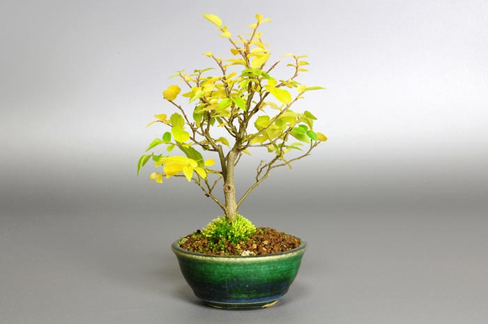 エノキ-K（えのき・榎）雑木盆栽を裏側から見た景色・Celtis sinensis bonsai