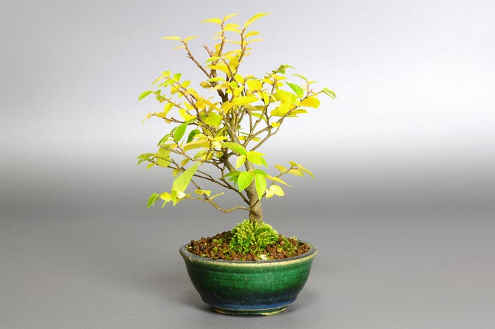 エノキ-K（えのき・榎）雑木盆栽を右側から見た景色・Celtis sinensis bonsai