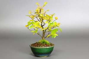エノキ-K（えのき・榎）盆栽の樹作りの参考樹形・Celtis sinensis Best bonsai