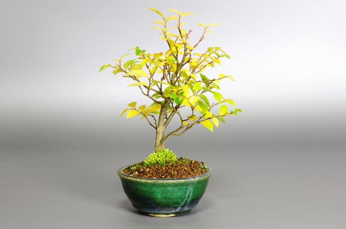 エノキ-K（えのき・榎）雑木盆栽を左側から見た景色・Celtis sinensis bonsai