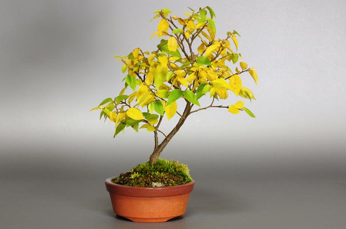 エノキL（えのき・榎）雑木盆栽の販売と育て方・作り方・Celtis sinensis bonsai