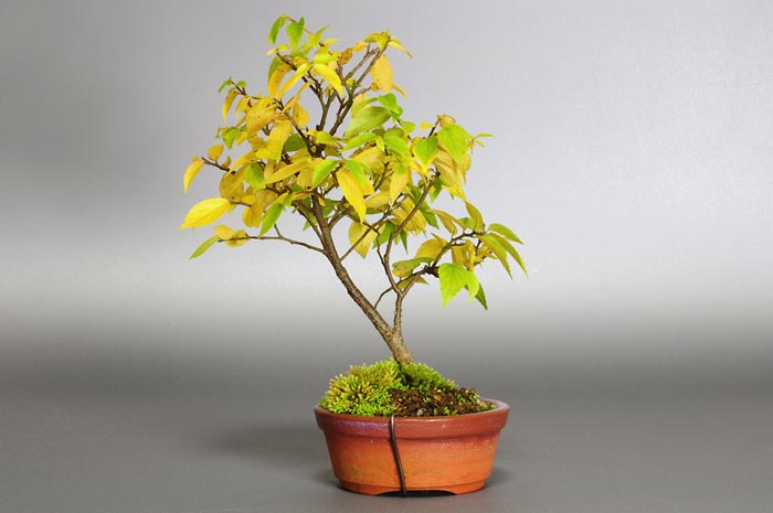 ミニ盆栽・エノキL（えのき・榎）雑木盆栽を裏側から見た景色・Celtis sinensis bonsai